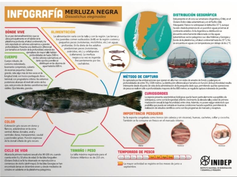 Merluza negra, típica de nuestra zona