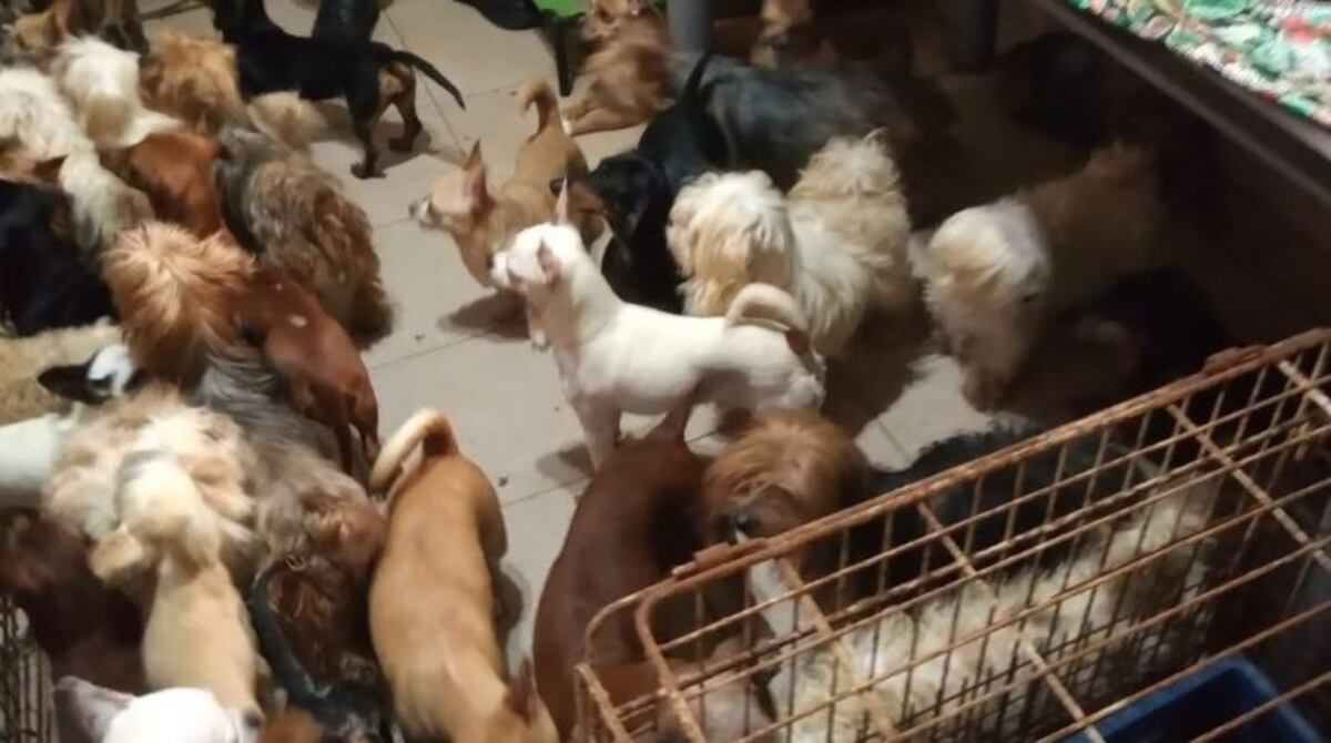 Cerró con 8 mil postulantes la inscripción para adoptar 199 perros hacinados