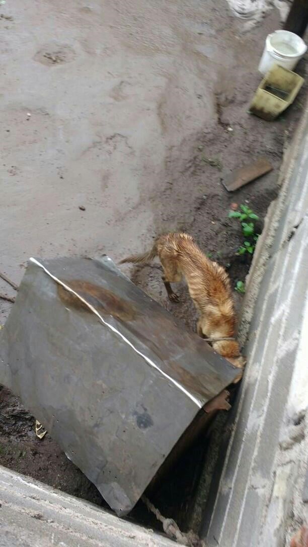 Sari, la perrita maltratada y que fue rescatada por Patitas de Perro y está en adopción para buscarle un hogar. (Patitas de Perro)