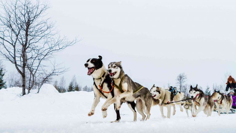 Perros de trineo Ushuaia