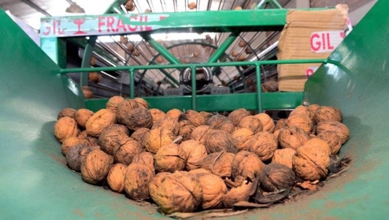 Neuquén realizó la primera exportación de nueces a italia.