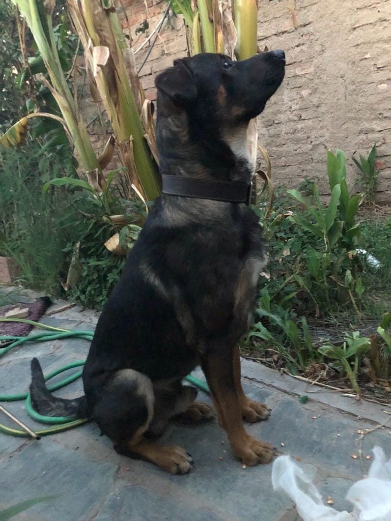 Paqui perro torturado