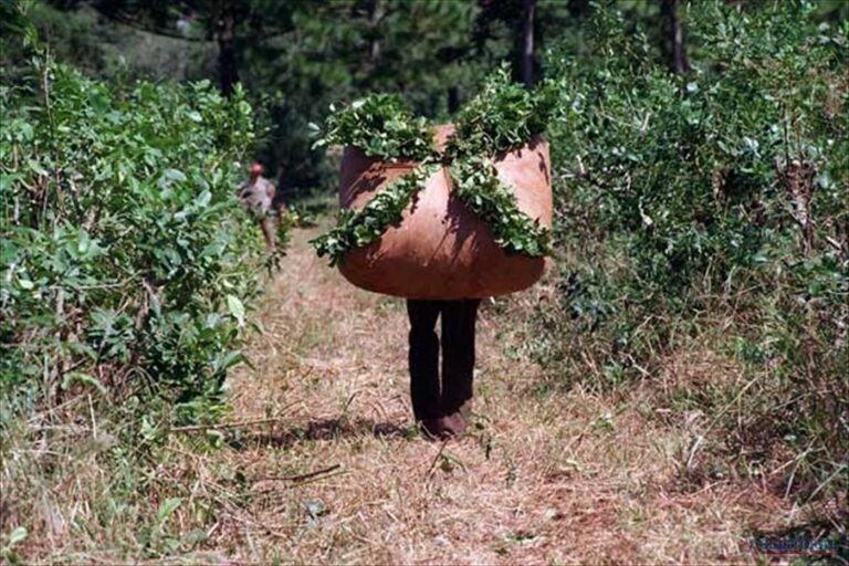 Las mujeres trabajan junto a los hombres en la tarefa o cosecha de yerba mate. (CIMECO)