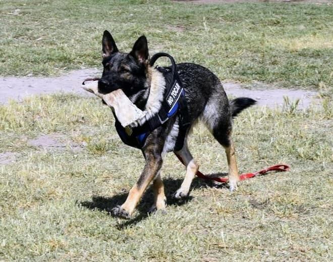 Perros K9 de Punta Alta