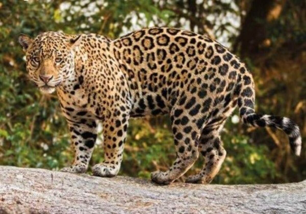 Un hembra de Yaguareté fue fotografiada en la Reserva San Jorge