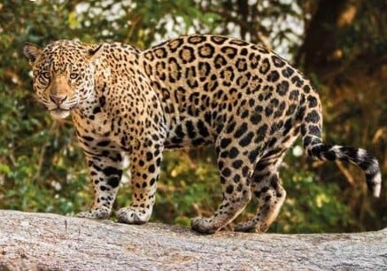 Antes enemigo, hoy amigo de los ganaderos y factor de equilibrio en la selva misionera. (Fundación Yaguareté)