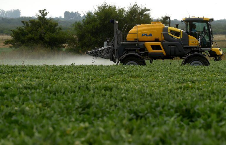 A soybean field is fumigated near Urdinarrain, Entre Rios province, Argentina, on February 8, 2018.
Soybean fields in Argentina are often fumigated with glyphosate, a herbicide which is probably carcinogenic according to the World Health Organization (WHO), but which is needed to maintain crops of transgenic seeds. The first trial for the possible effects of Round Up -Monsanto's polemic herbicide containing gliphosate- starts on July 9 in the US. / AFP PHOTO / PABLO AHARONIAN entre rios  campo de soja campos fumigados fumigan con glifosato herbicida cancerigeno