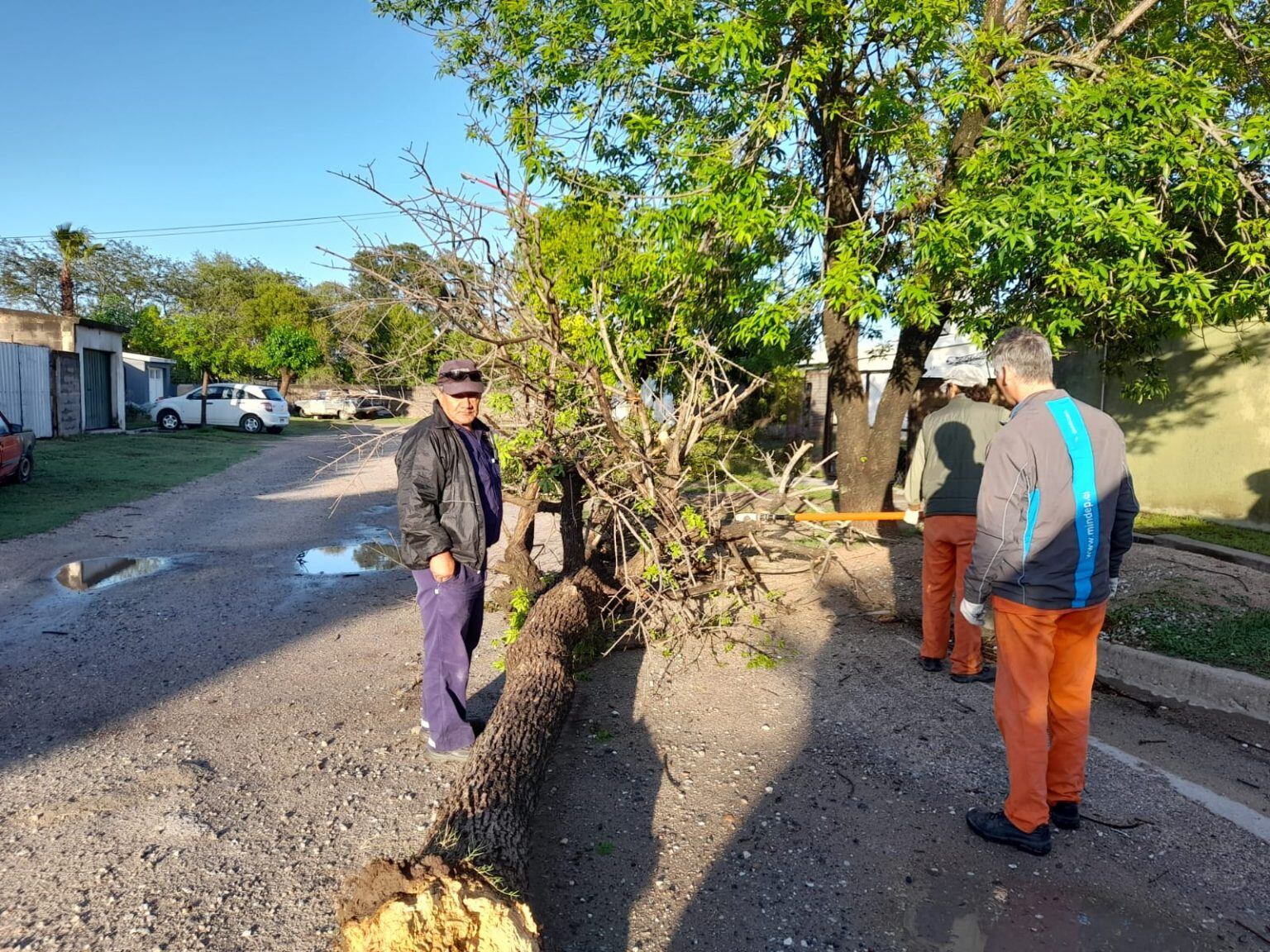 Fuertes rafagas de viento tumbaron varios árboles en Arroyito