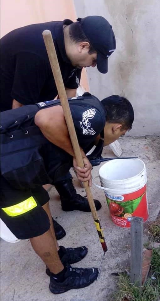 Personal de Defensa Civil rescató las serpientes y las llevó al serpentario de Córdoba