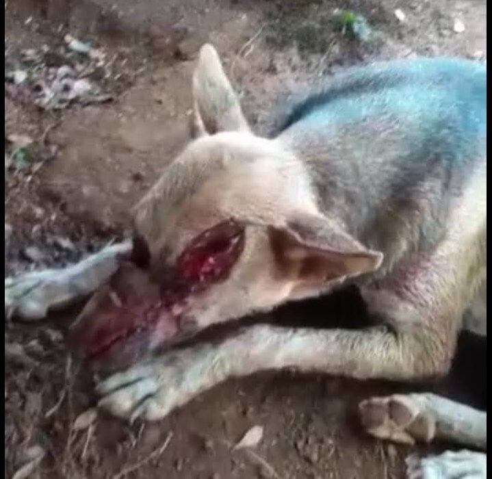 Ada sufrió un corte en un de los nervios ópticos.