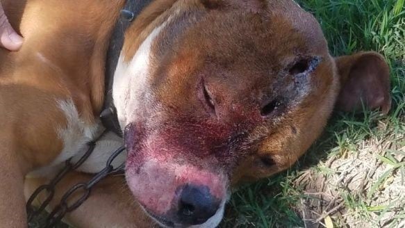 El pitbull presentaba heridas cortantes infectadas. (Rosario3)