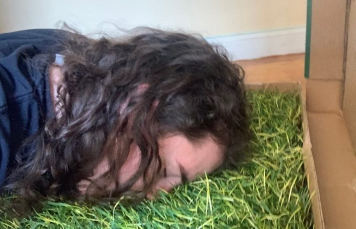 Viral: se quejó por no tener jardín para pasar la cuarentena y le mandaron pasto en una caja de pizza