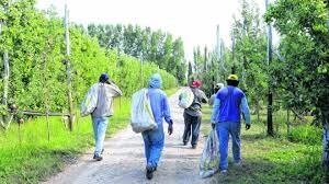 Los trabajadores deberán cumplir horarios y no podrán salir de las chacras.