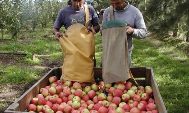 Productores fruticolas, Río Negro (web).