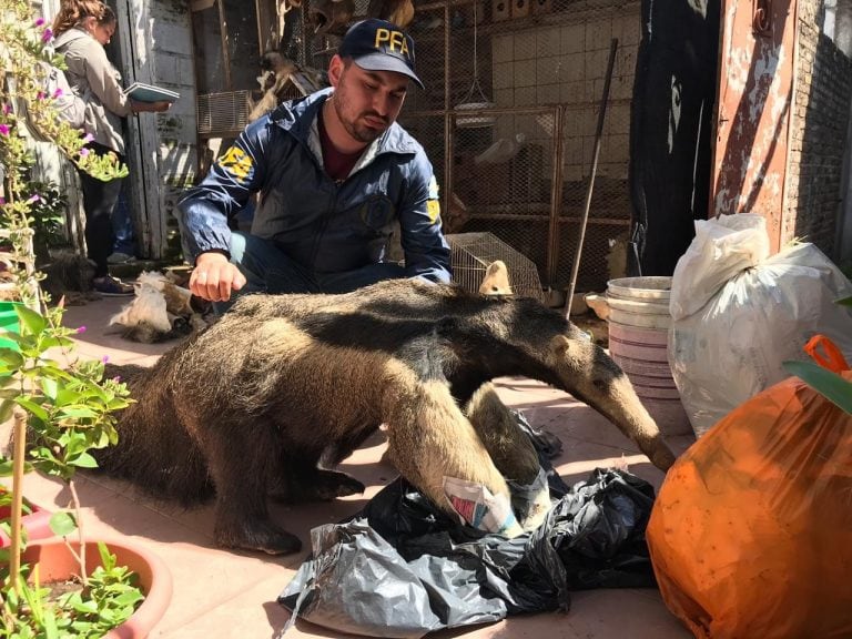 Secuestraron 118 piezas de animales embalsamados en Gálvez al 5900. (@minseg)