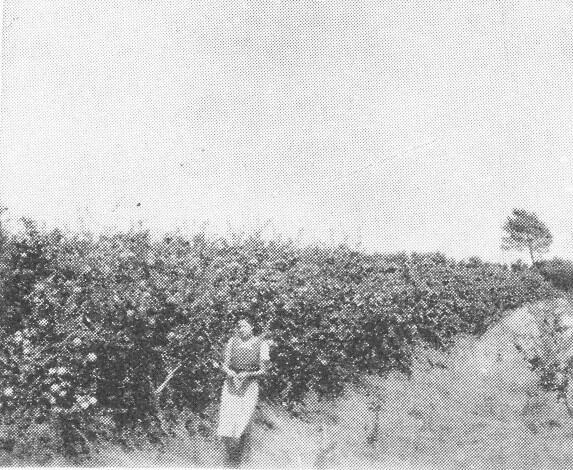 Plantaciones de membrillos en Villa Arias, 1940