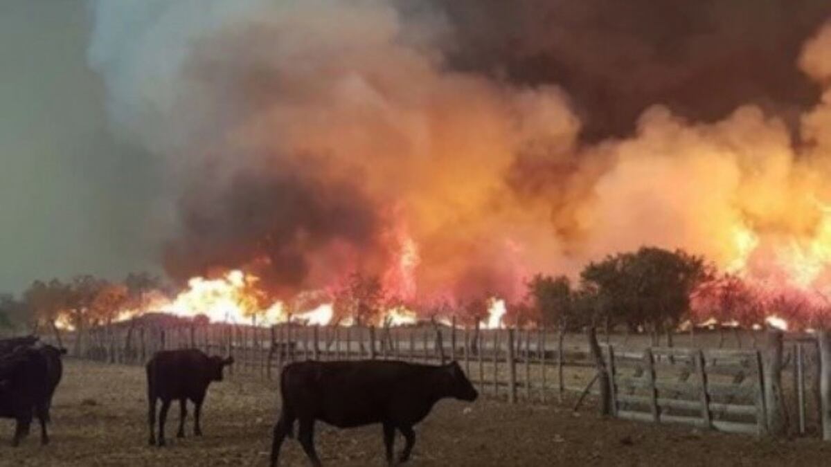 Organizan colecta para los animales afectados por los incendios en Mendoza
