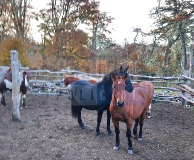 Allanaron una chacra en Tolhuin por una denuncia de presunto maltrato animal. (Foto: Resumen Policial)