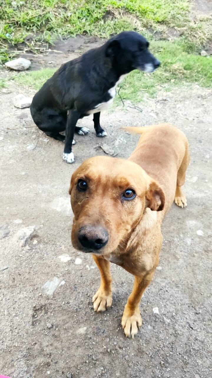 Mari y Marrón, los asiduos de la zona del Fantasio en Carlos Paz. (Foto: gentileza Ipad).