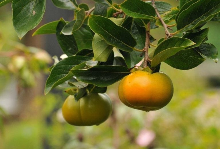 Los riesgos de automedicarse con plantas