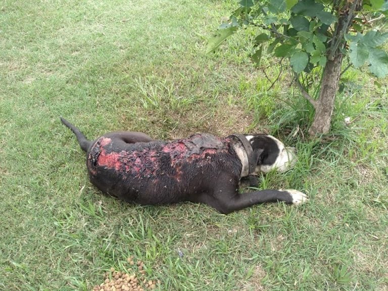 La mascota fue trasladada en un auto particular luego de la denuncia en redes sociales. (Facebook)