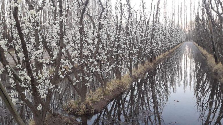 Las heladas afectaron las plantaciones de durazno, ciruelo, almendros y cerezos.