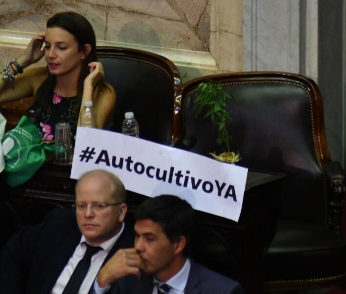 #AutocultivoYA: la planta de marihuana en el Congreso. (Federico López Claro)