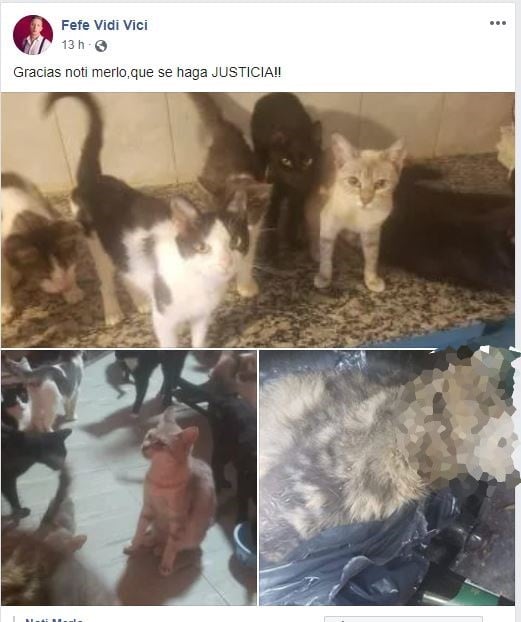 Denunciaron a un sujeto por robarse los gatos de un vecino y dárselos de comer a su perro.