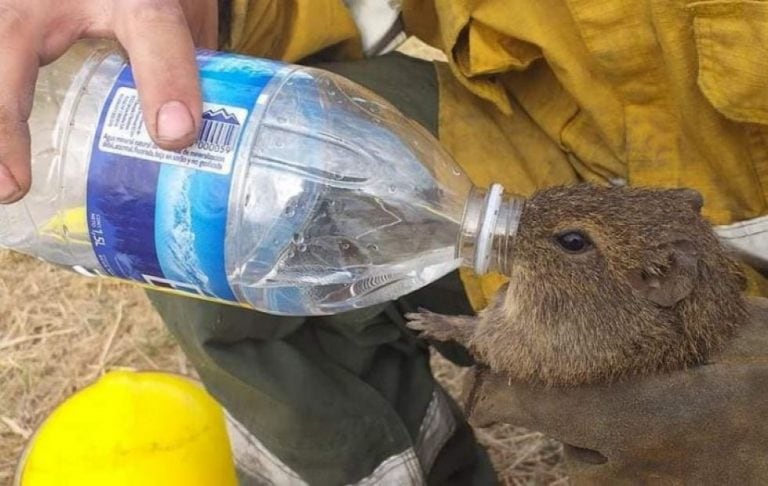 Bomberos chaqueños asistieron animales silvestres que huían de un incendio