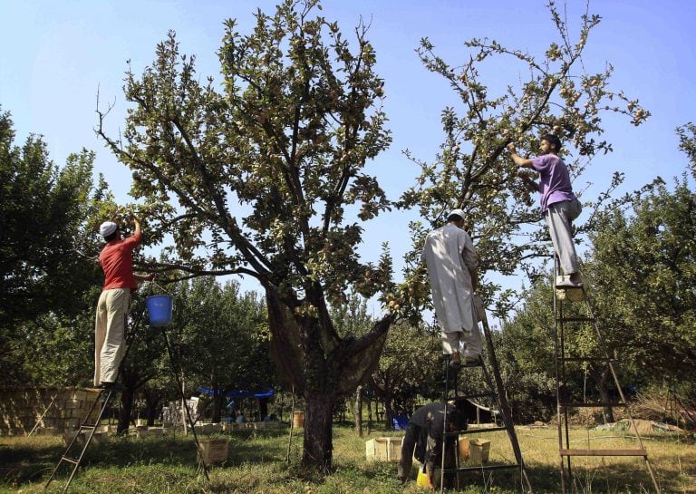 Kashmiri Muslim villagers pluck apples in an apple orchard on the outskirts of Srinagar, India, Tuesday, Sept. 29, 2009. Seen as the mother of the universe, Hindu goddess of valor Durga is worshipped for her graciousness as well as her fearsome power. (AP Photo/Dar Yasin) india srinagar  india cosecha de manzanas en srinagar campos cultivos plantaciones manzanares campesinos cosechando