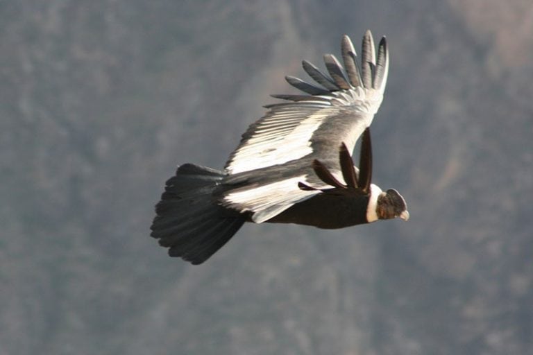 El cóndor andino, un símbolo nacional. (Web)