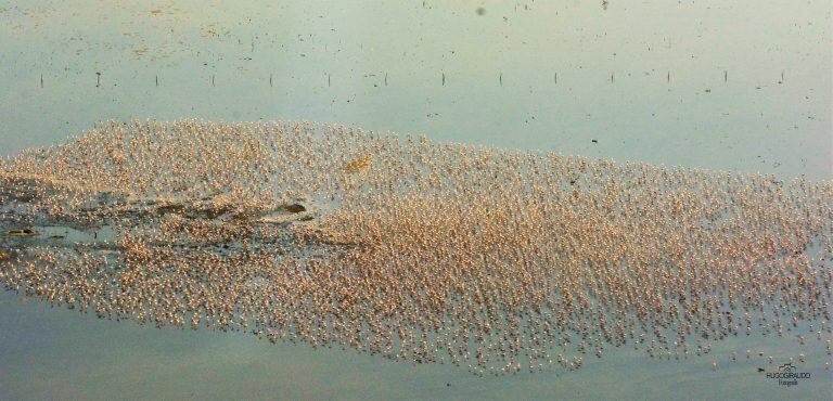 Impresionantes imágenes de una colonia de flamencos nidificando en la reserva natural del Mar de Ansenuza, futuro Parque Nacional.