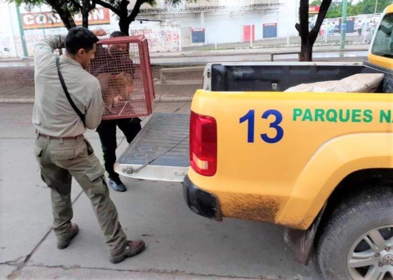 Personal del Parque Nacional de Calilegua, devolvió a su hábitat, un ejemplar de carpincho rescatado en la vía pública de Libertador General San Martín.