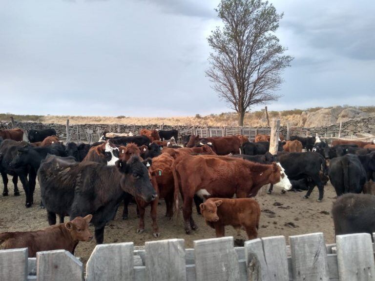 Secuestran mas de 100 animales vacunos en San Luis