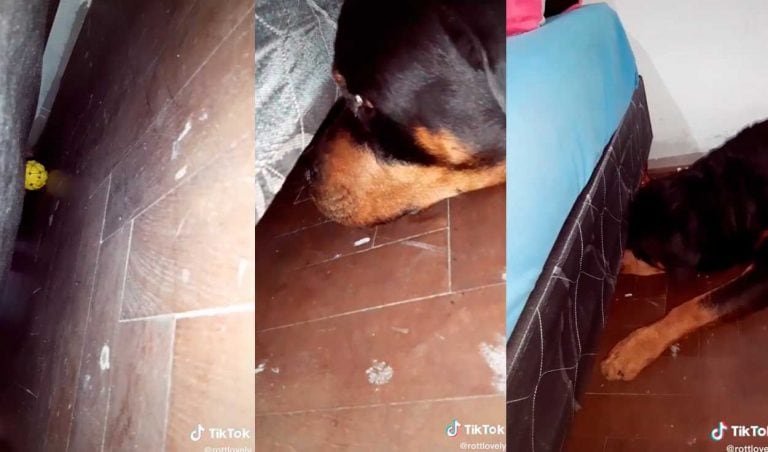 Gracioso pedido de ayuda de un perro para recuperar su juguete perdido (Web)