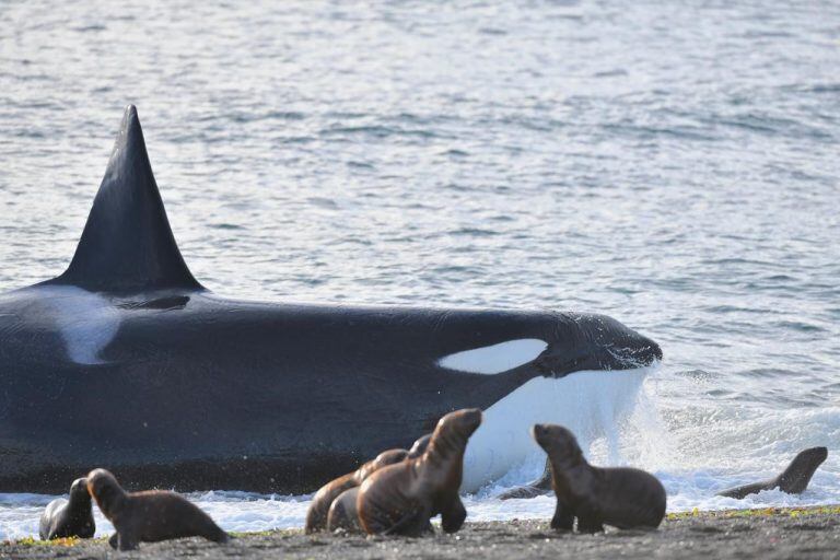 Orcas en Chubut.