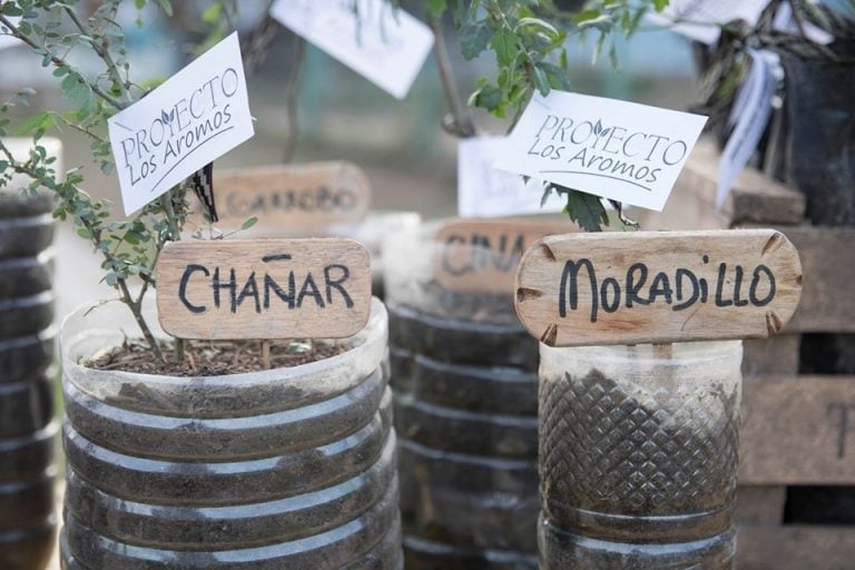 Se transplantaron más de 50 árboles nativos en Villa Los Aromos, como cierre de campaña de Nelson Sánchez.