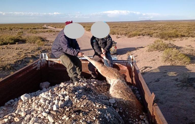 Efectivos policiales retiran al guanaco que estaba debajo de las piedras que trasladaba un camión.