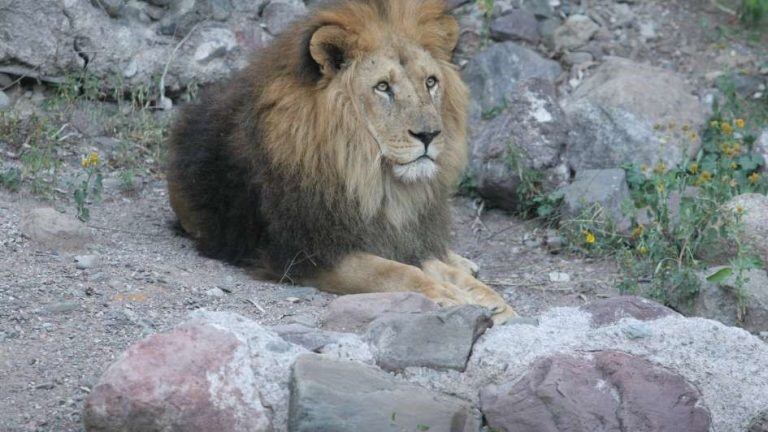 Leones del Zoológico de Mendoza.