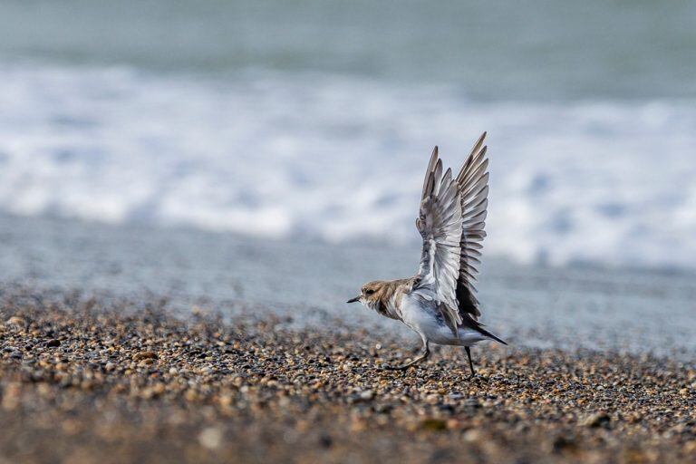 Por primera vez, Río Grande participa del Festival Internacional de Aves Migratorias (web)