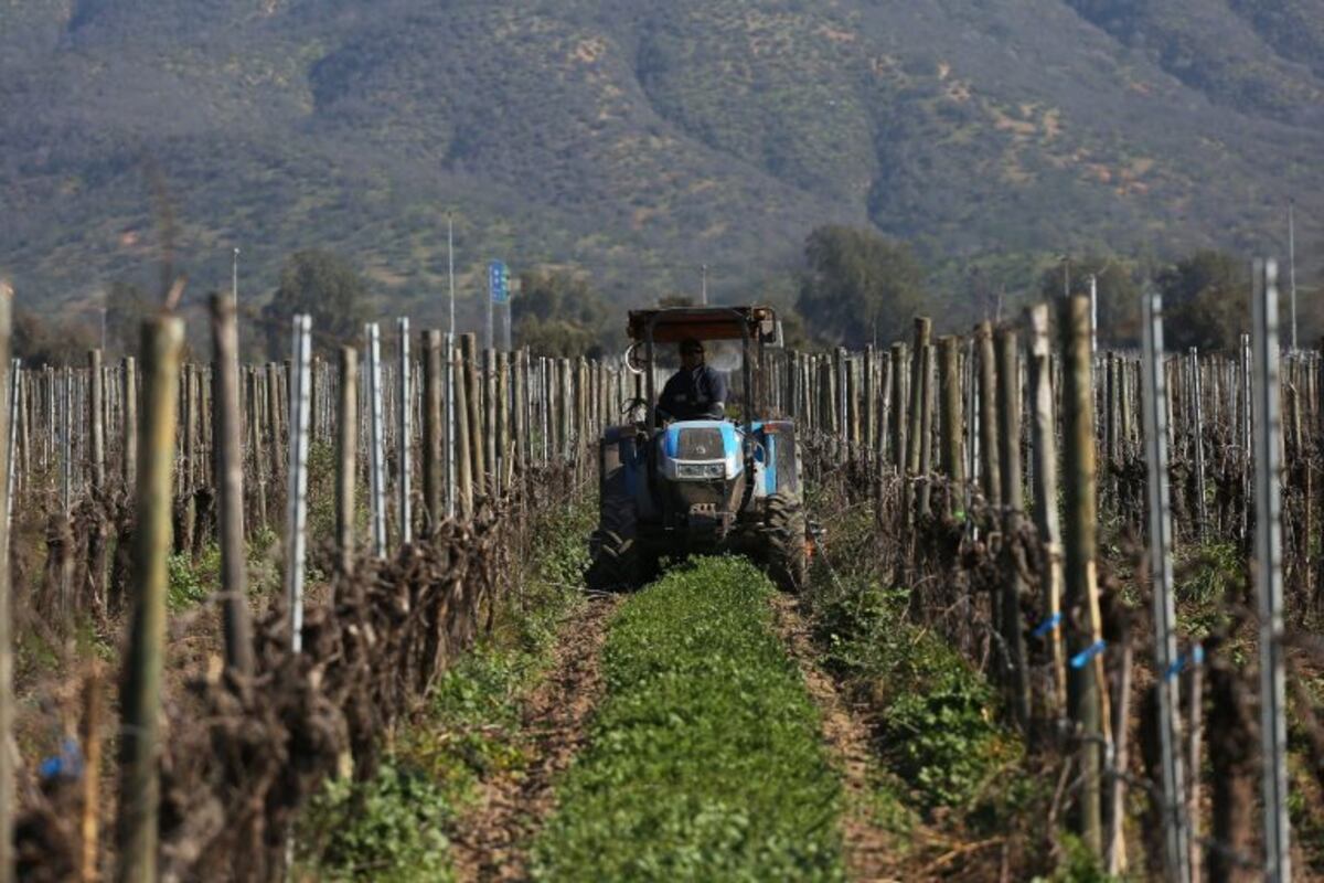 Más de cinco mil productores denunciaron daños por heladas esta temporada