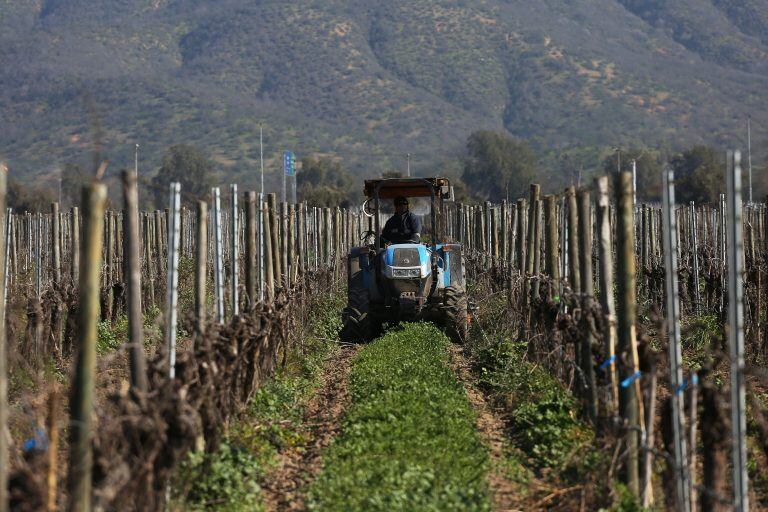 AME3048\u002E - Un hombre recorre en un tractor los viñedos ayudando en el control de maleza en la agricultura orgánica de la viña Emiliana 