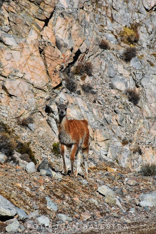 Juan, reflejando la fauna.