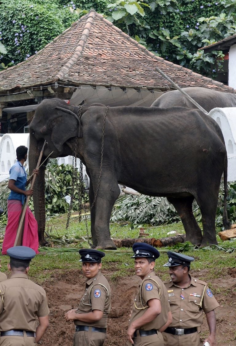 Tikiri eating at the Temple of the Tooth in the central city , la elefanta de 70 años que falleció (AFP)