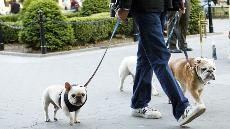 Volvieron a trabajar los paseadores de perros en la Ciudad de Buenos Aires