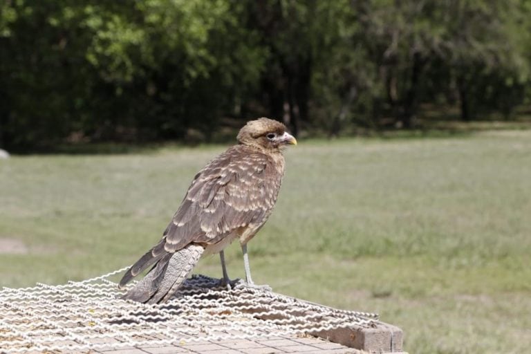 Aves de tráfico ilegal en Córdoba (Municipalidad de Córdoba)