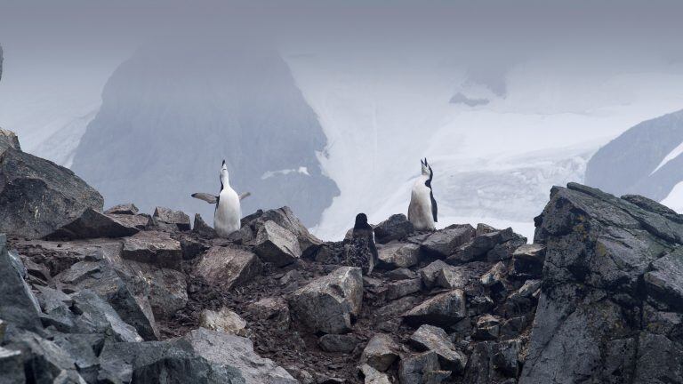 Pingüinos de barbijo.