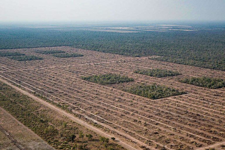 Greenpeace acusó al gobierno de ser cómplice del daño ambiental