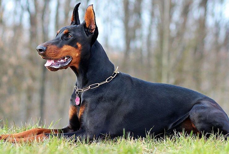 Perro doberman