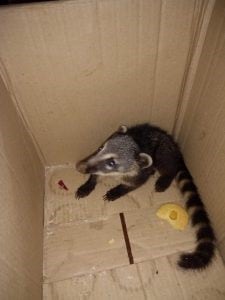 Rescataron a un Coatí en San Vicente.